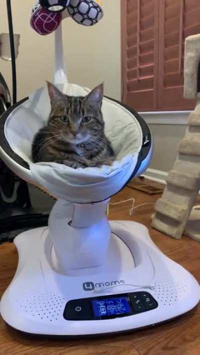 While we wait for the baby to come our cats try out all of the cool things we get for her