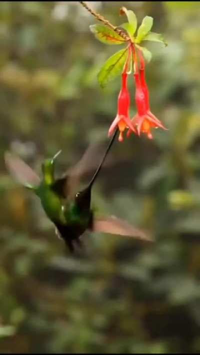 🍀🍀🍀🌹