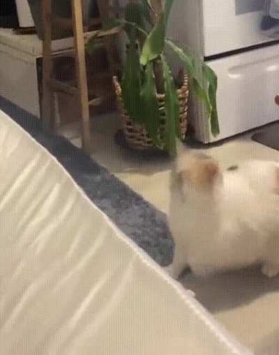 I want to help him jump so badly