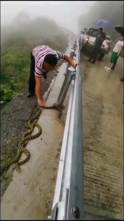 Rest of the snakes 