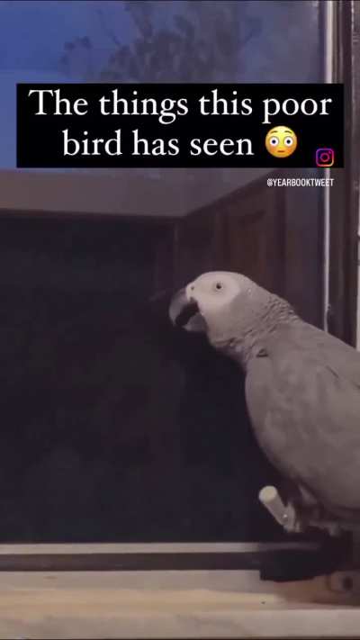 gay🦜irl