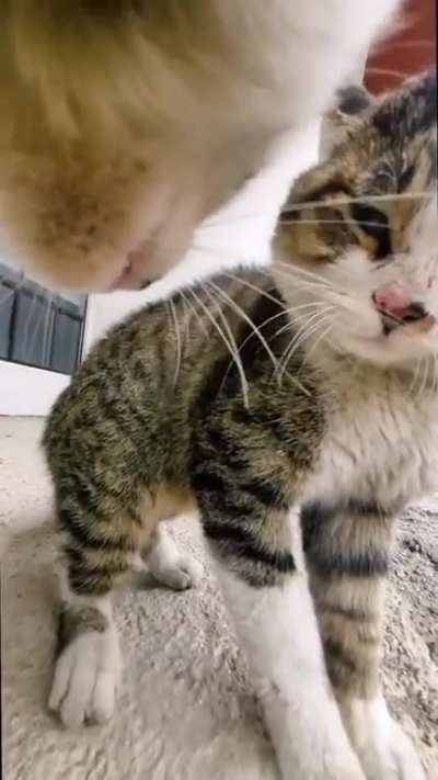 to intimidate the other cat 