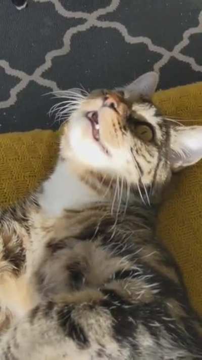 Kitty chatty
