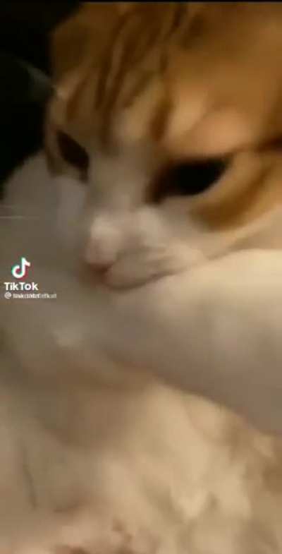 cattitan