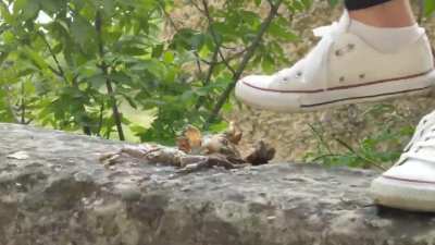 Crab stomped flat under converse