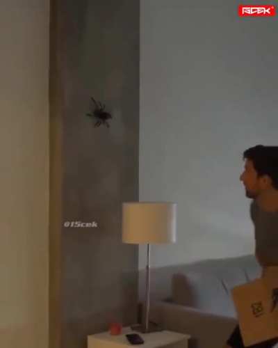 que piola que baila la araña