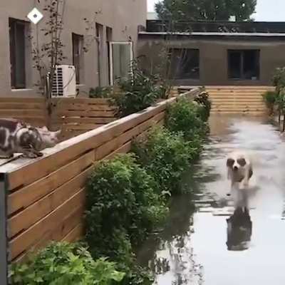 Pupper jesus!