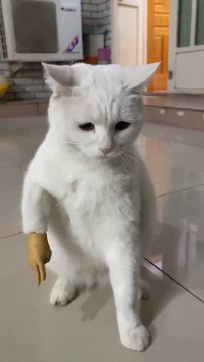 Kitty
