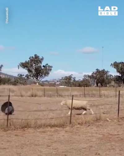 &ldquo;Ewe picked the wrong sheep to mess with!&rdquo;