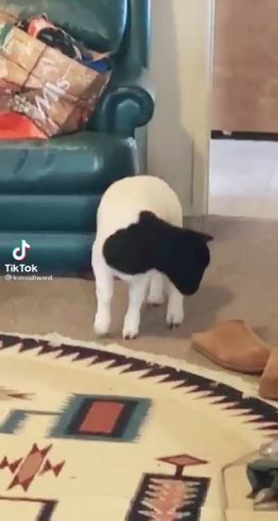Bah.