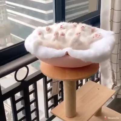A bowl full of jelly beans