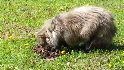 The cat and the mole. Reuploaded because first time it was only 6 second video.