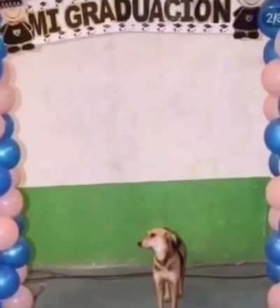 DOG- A life