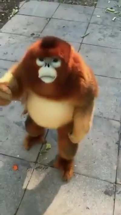 Altın maymunu 😎