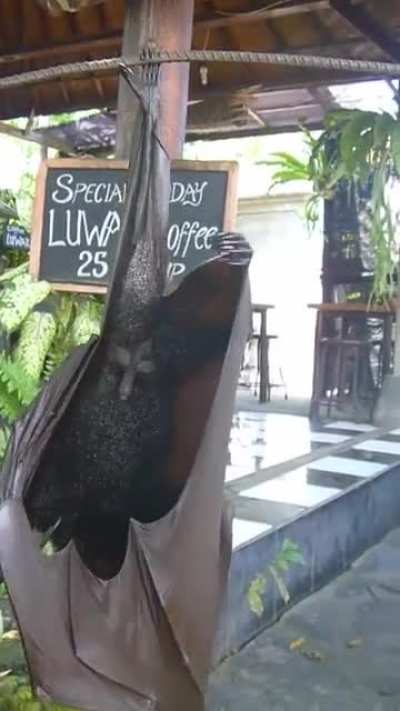 Really Big Bat