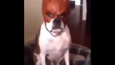 Daredevil dog