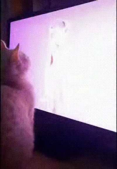 En Mujico, hasta las mascotas aman los Martes de Monas Chinas