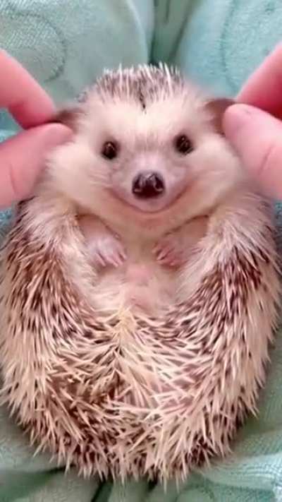 Igelchen