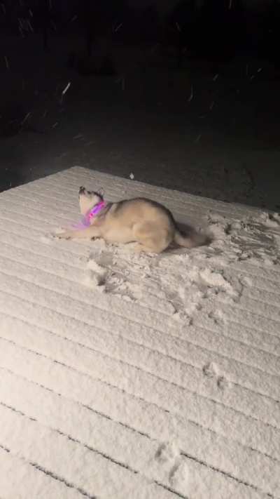 Someone&rsquo;s happy about the first snowfall of the season