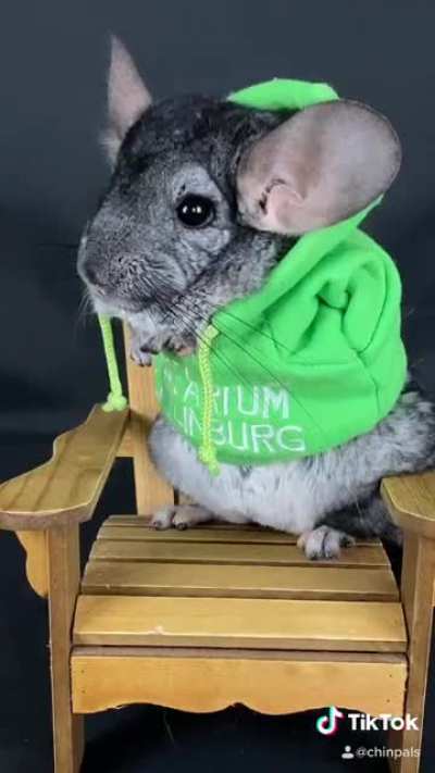 &ldquo;Right to jail...&rdquo; but make it chinchillas!