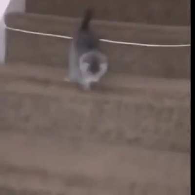 gato truco