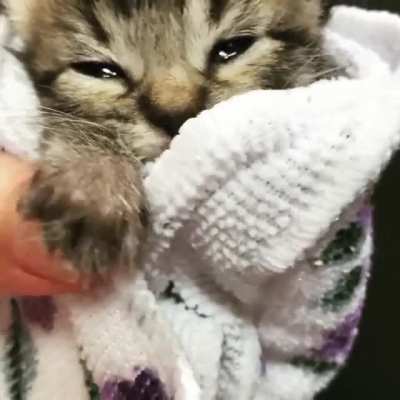 Here&rsquo;s Mr Beaverton, one of my fosters from summertime.
