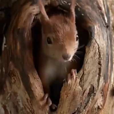 What squirrels do after a hard day...
