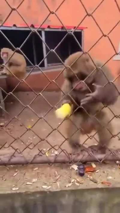 Man teases monkey with banana. Monkey wasn&rsquo;t having it
