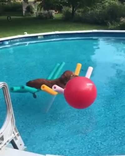 Boat Dog!