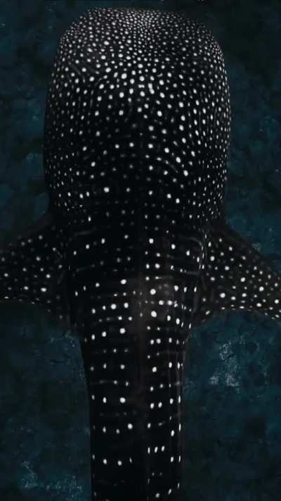 Whaleshark&rsquo;s glowing spots caused by reflection of sunlight