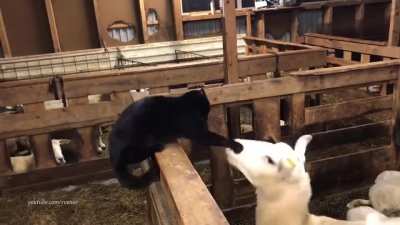 Sheep gets revenge on cat