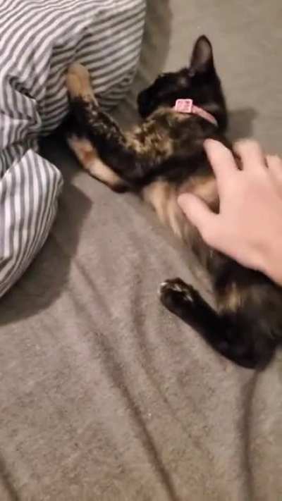 Dangerous, Bloodthirsty Cat