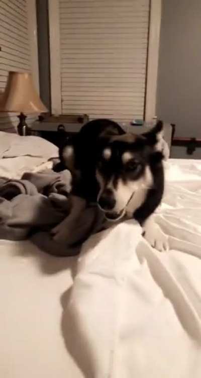 One eyed Husky&rsquo;s Nighttime Tornado Zoomies