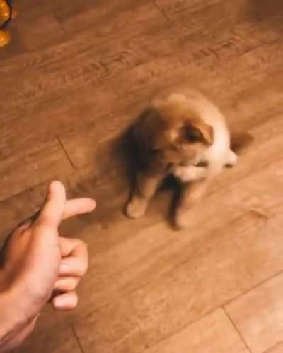 grAPhic vIdeO oF a DOg GeTtiNg shoT