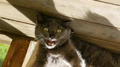 A short film starring my cat