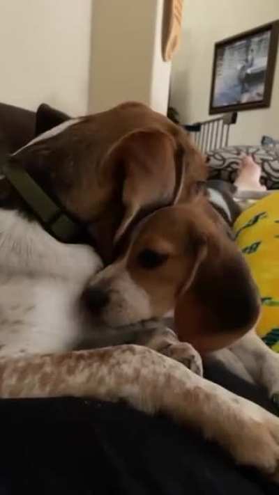 Our beagles in a cuddle session. They&rsquo;ve really taken to each other and it makes me so happy.