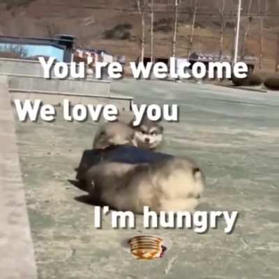 Bringing mom breakfast in bed for Mother's Day (Animal text gif a day for all of May: Day 10: featuring Technodog)
