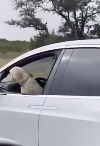 This dog is just 