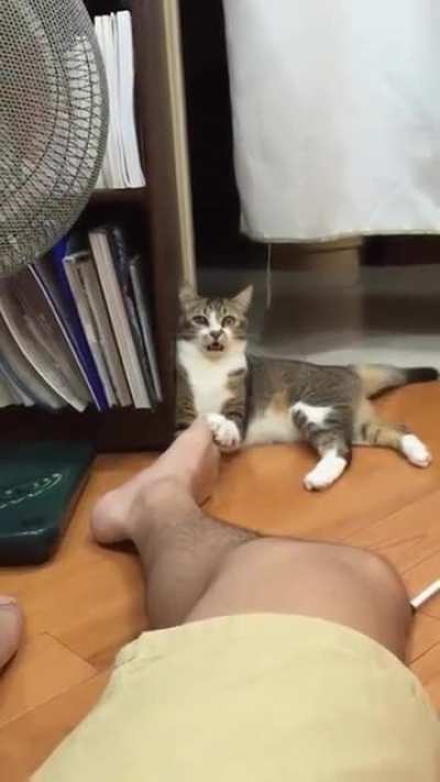 Poor Kitty
