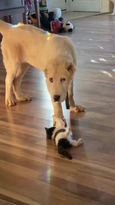 Gentle giant