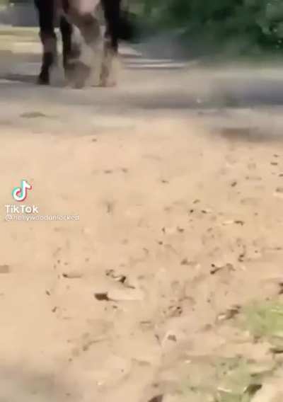 KO