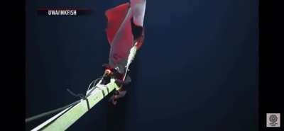 Deep sea squid with &ldquo;headlights&rdquo;, has this not been posted yet?
