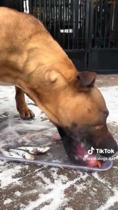 Dog