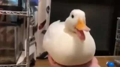 Duck
