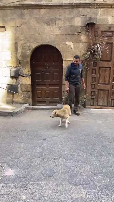 Qual a opini&atilde;o dos especialistas com rela&ccedil;&atilde;o a essa estrat&eacute;gia para vacina&ccedil;&atilde;o de animais de rua em compara&ccedil;&atilde;o ao "m&eacute;todo tradicional"?