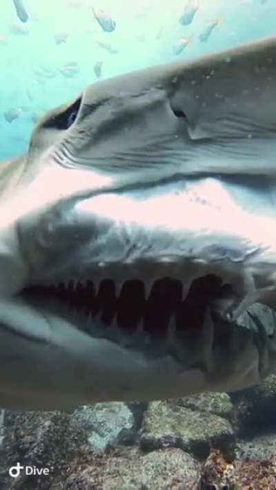 Gums &amp;amp; Teeth Unit