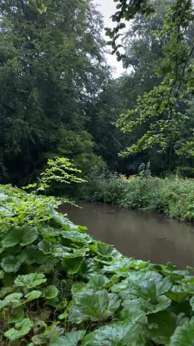 Early morning rain walk at the nearby pond&rsquo;s in Aarhus, Denmark. Listen to the drops hitting those big leafes! Saw the weather forecast last night and had to get up and take a nice walk in the rain.