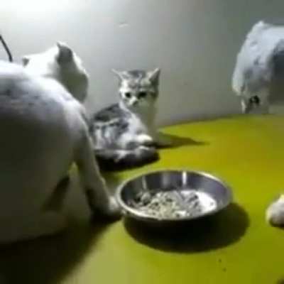 cats are assholes