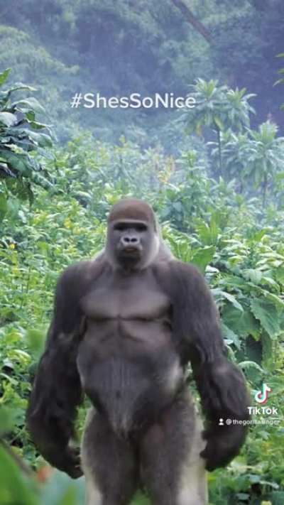 TheGorillaSinger