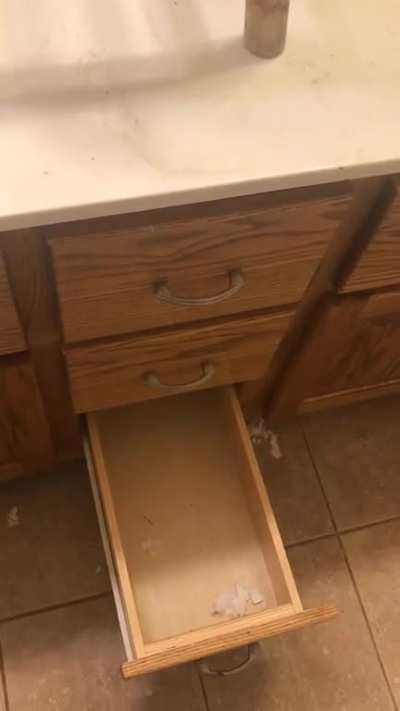 This raccoon was raised in a desk drawer. She can&rsquo;t get past it.